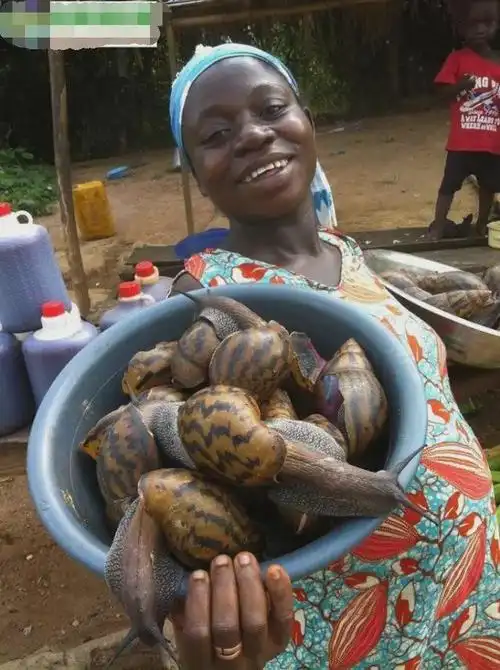 非洲大蜗牛入侵全球非洲的顶级食材为何中国吃货不敢下口