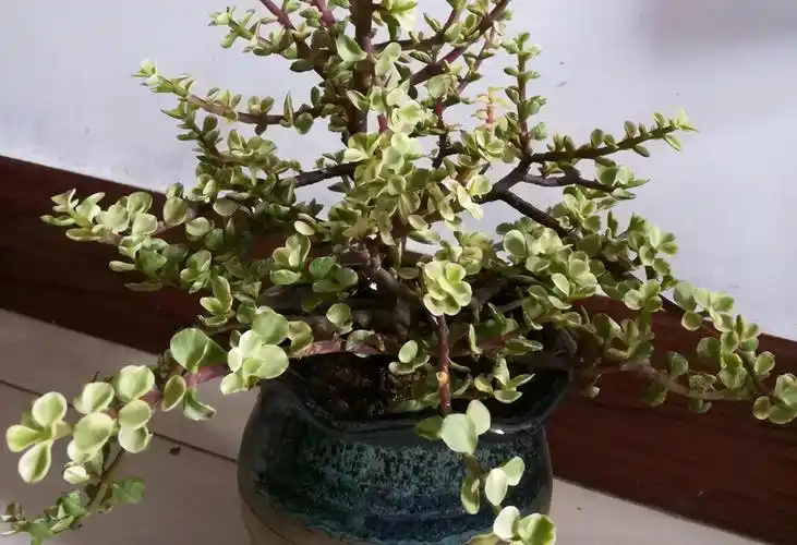 养好金枝玉叶简单,注意3点,盆栽有状态,更漂亮,易成老桩__财经头条