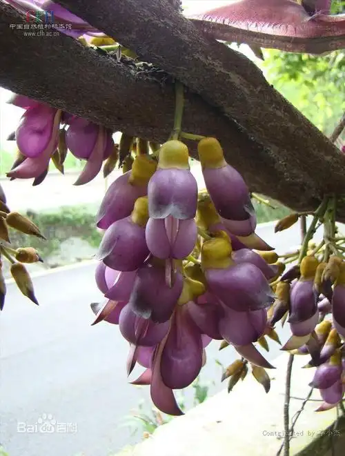 这是一种木质多年生藤本,花在整个藤上开满.请问是什么植物?