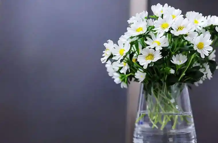 小雏菊的花语(小雏菊的花语和象征)