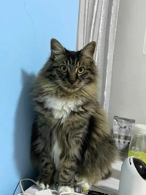 长毛狸花猫无偿领养公猫已绝育打过疫苗驱过虫身体健康性格活泼