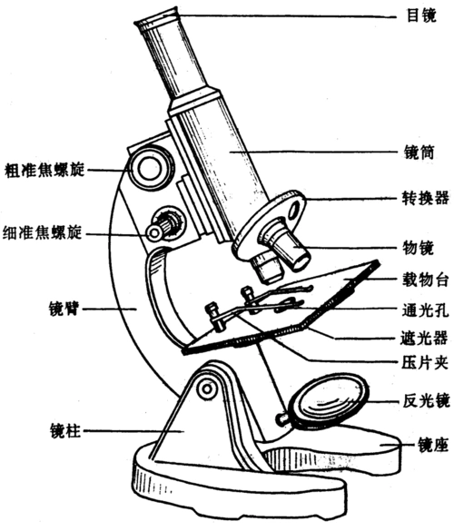 显微镜的结构以及使用方法与步骤
