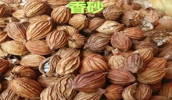 砂仁和香砂的区别是什么香砂和砂仁有哪些相同之处