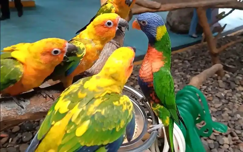 【柳州动物园】金太阳鹦鹉吃播