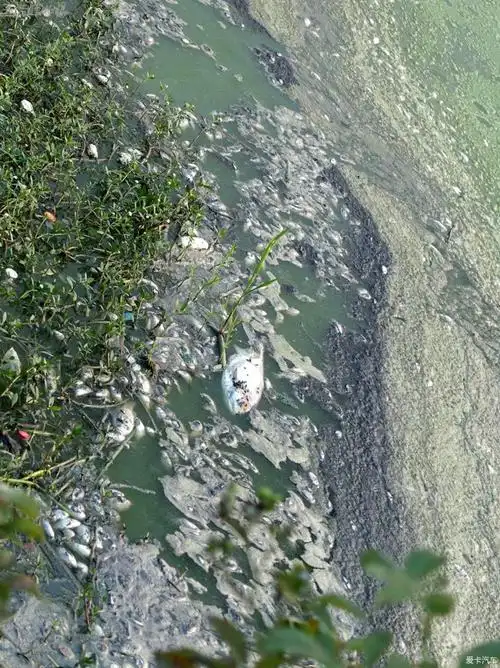 武汉黑臭水污染湖泊没人管得了 鱼死腐烂 湖景楼内喊臭