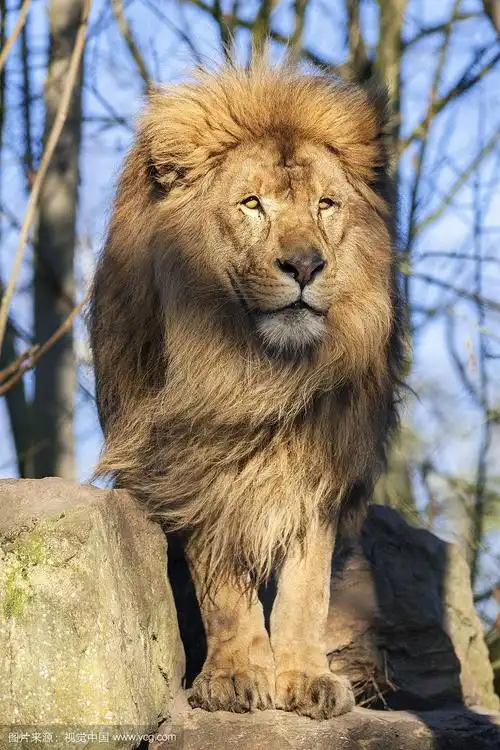 美丽的狮子