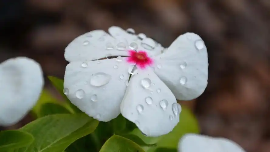 露水的美丽-鲜花照片高清壁纸