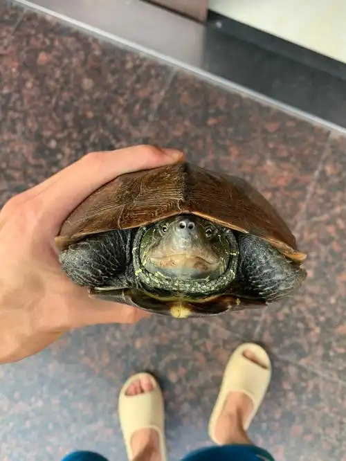 钝头娃娃脸大头草