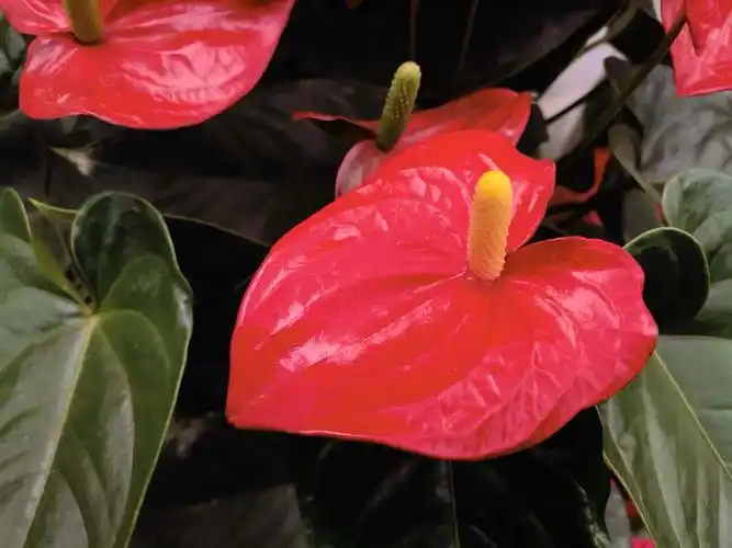 火鹤花原创拍摄