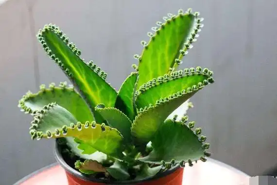 落地生根花怎么养,落地生根的养殖方法