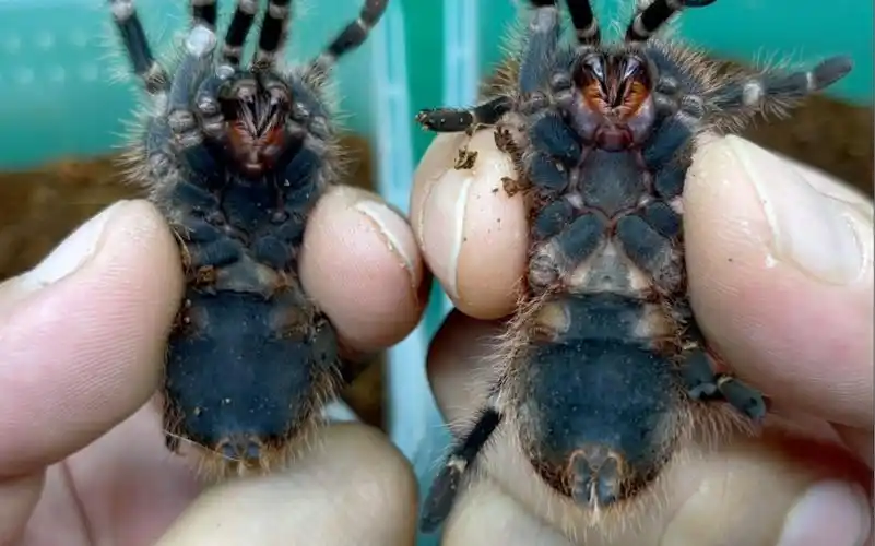 巴西巨人金直间捕鸟蛛