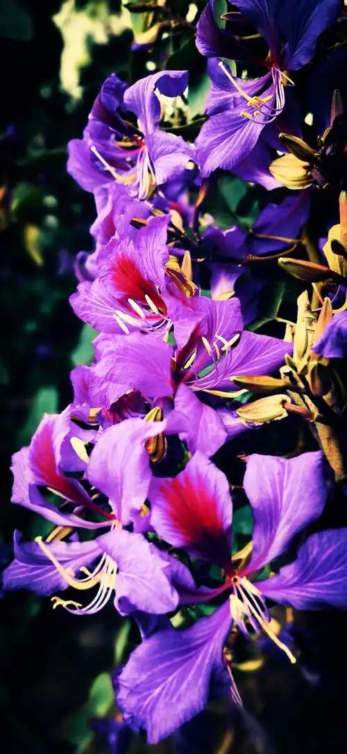 紫荆花功效与作用紫荆花能吃吗有什么功效