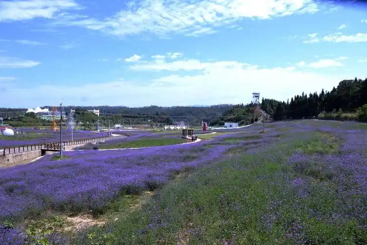 鹤城区山下村花海快乐谷开园