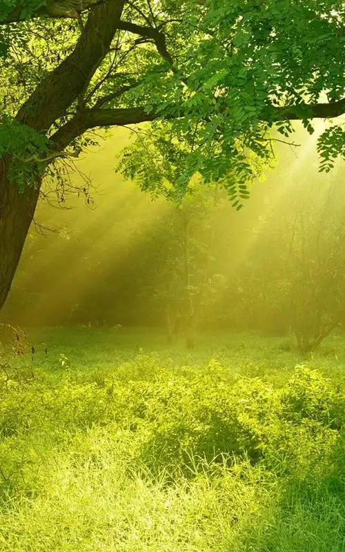 丛林里的阳光,自然,风光,美景,手机壁纸,锁屏图片-壁纸族