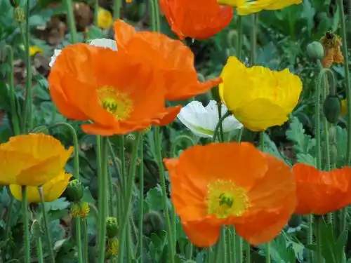 虞美人(罂粟科草本植物)