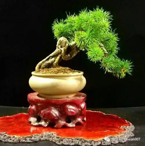 最全日本松品种图解