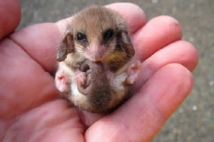 这个小玩意叫高山侏儒负鼠(pygmy possum),主要栖息在澳大利亚,体重