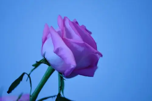 观察玫瑰花的形状,拍出不同角度的花瓣,拍出花的细节,让花朵更显