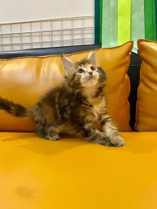 缅因猫棕虎斑补丁妹妹找新家