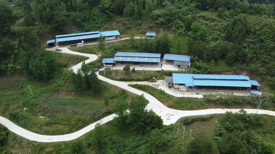 乡村振兴一线行青杠坡镇建设肉牛养殖小区开启乡村振兴新模式