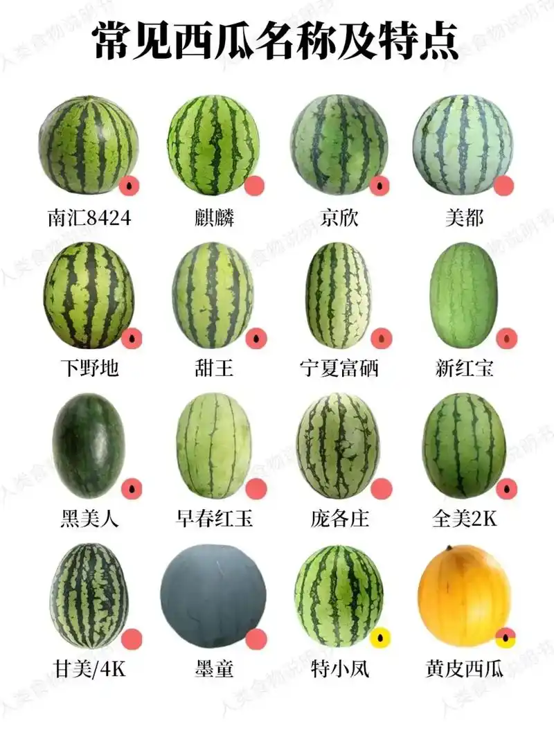 常见的西瓜91品种以及上市时间#支持三农扶持三农发展 #西瓜 - 抖音