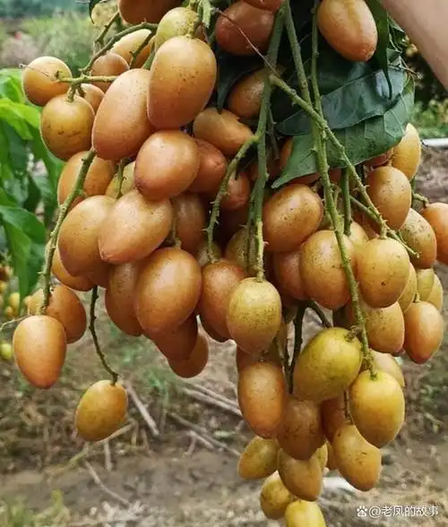 黄皮果是广西的一种水果,外观很像新鲜的桂圆,金黄色的果皮油光水滑.