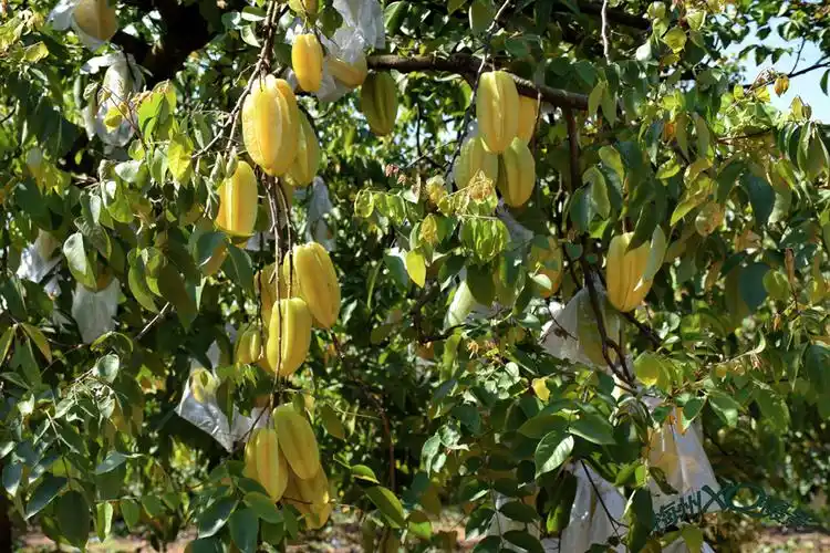 梅县区南口南龙百果园杨桃丰收