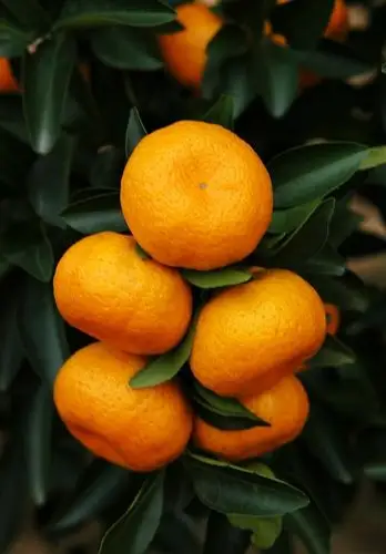 贡桔:舌尖上的金秋