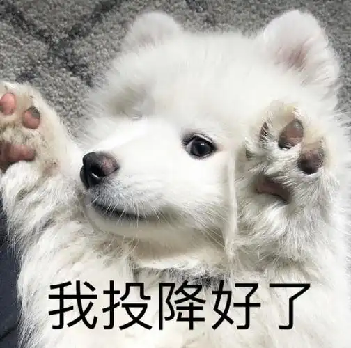 萌宠gif汪星人gif我投降好了gif我认输gif呆萌gif可爱gif