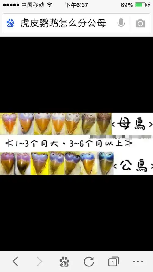 我刚才买的一只虎皮鹦鹉,看看是母的还是公的中间那