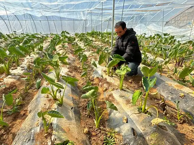 青岛即墨:芋头种植遇难题 技术创新焕生机_农产品_品牌_农业