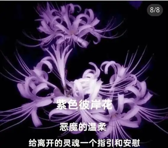 不同彼岸花的意义