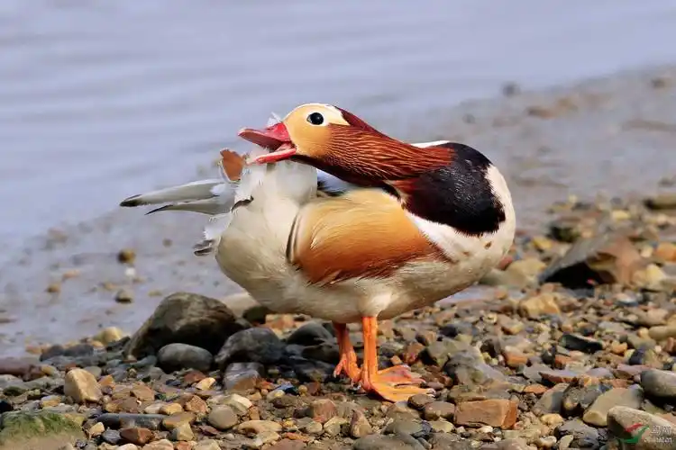 大连海面惊现白化鸳鸯