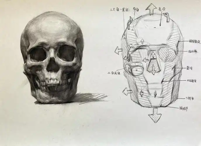 素描头骨分析步骤陈明钱