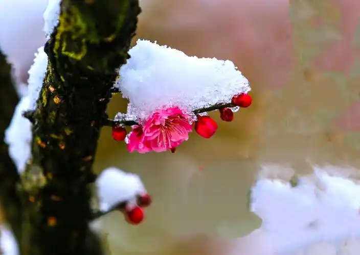 雪中红梅香
