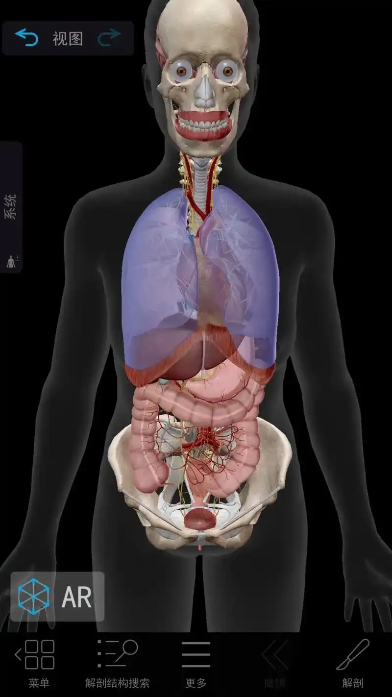 膈肌与骨盆底肌相互作用.膈肌和骨盆底肌相互作用: 吸气时:横 - 抖音