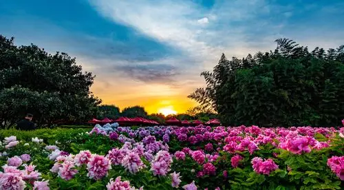 洛阳牡丹 国色天香