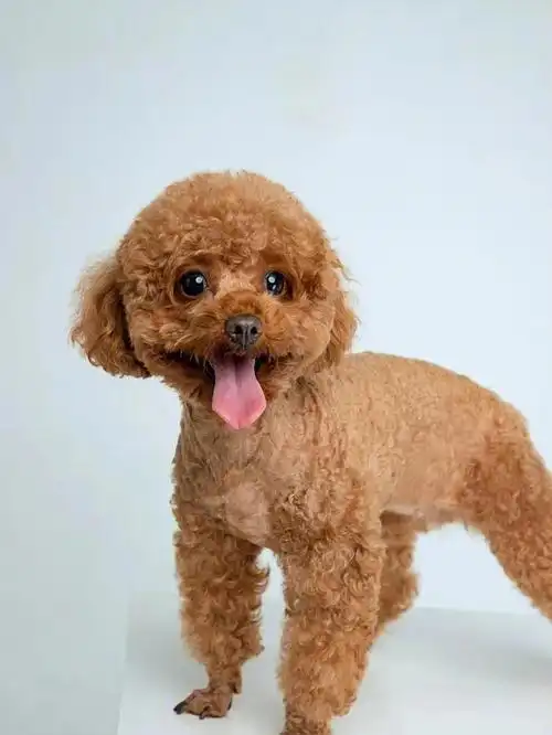 宠物写真泰迪篇