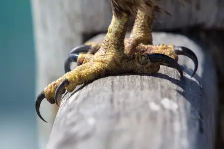 老鹰的爪子图片