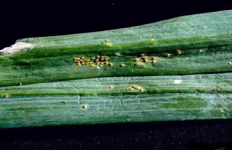 常见洋葱的病虫害有哪些如何去防治看过来