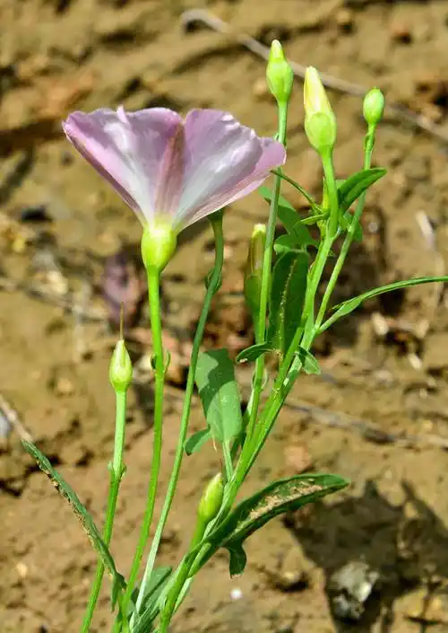 旋花(旋花科植物的种子类药材有哪些图片) 第9张
