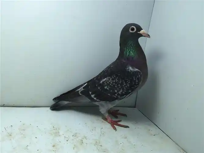 雨点牛眼玉嘴种母此鸽作出成绩多羽联系微信号已售温州