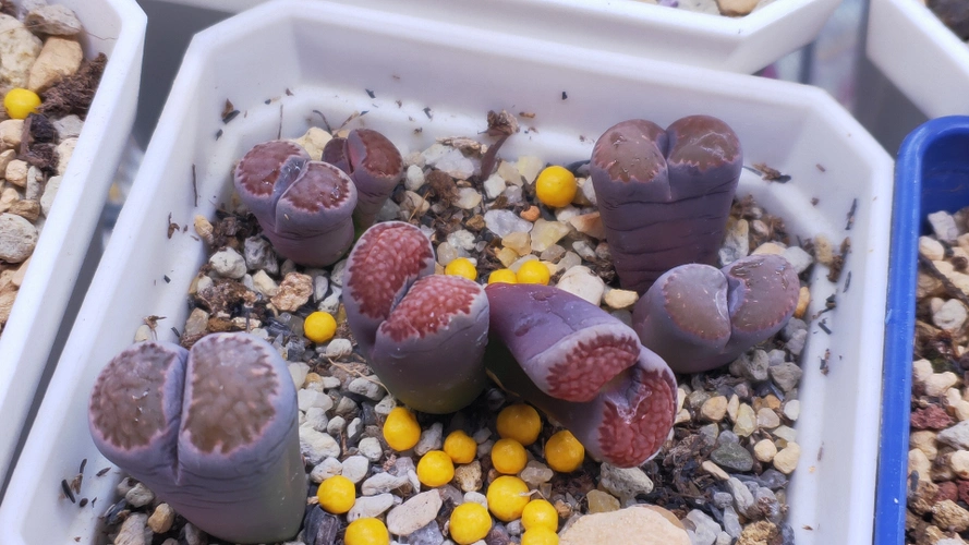 生石花:紫李夫人_哔哩哔哩_bilibili