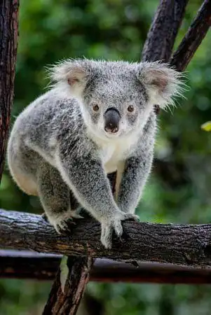 clingy by dannis raj