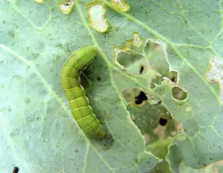 甜菜夜蛾识别与防治技术