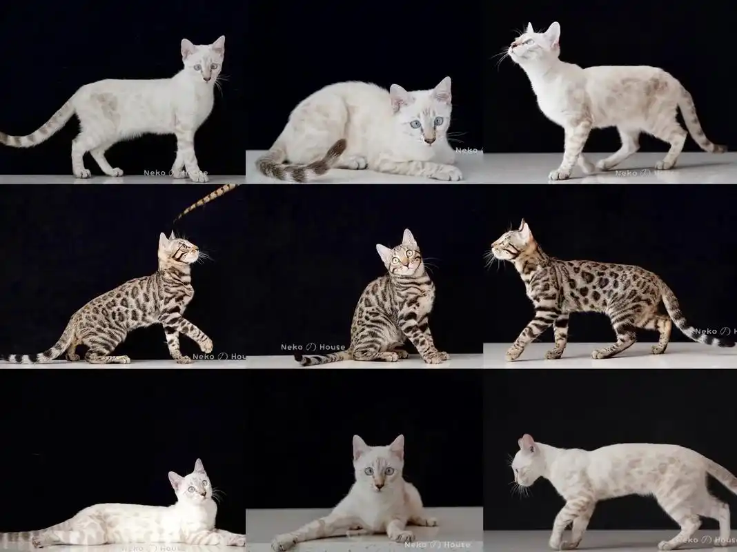 90孟加拉豹猫宝宝找新家啦90.两只雪豹妹妹| 两只金豹弟弟 - 抖音