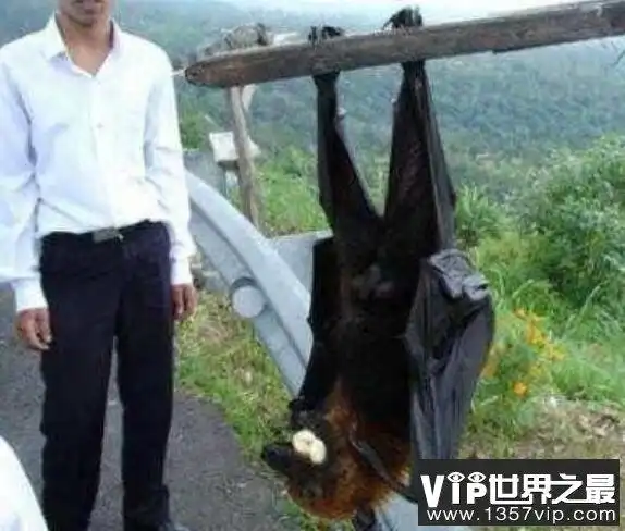 世界上最凶猛的蝙蝠,猪脸大蝙蝠嗜血食肉凶猛又罕见