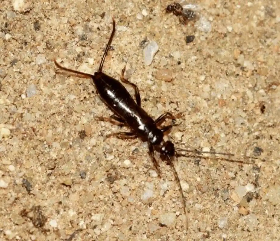 家里的蠼螋是从哪来的 蠼螋一般生活在室外,但是有时也会爬入家里