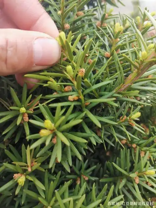 公母红豆杉花图片(红豆杉一公一母对比图) - 养殖日记