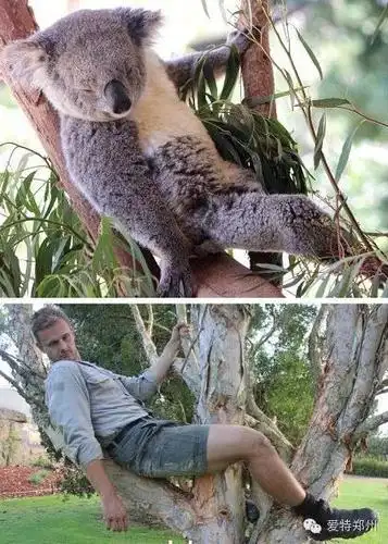 模仿动物pose又成了国外饲养员们的新趋势